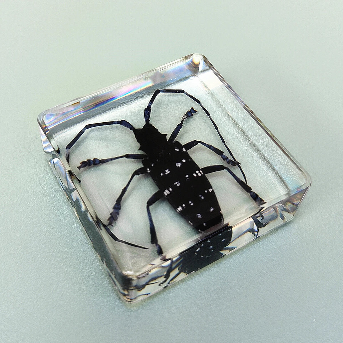 29 New Real Insect Specimen Resin Scarab Spider Specimen Beetle Flower Marine Plant Teaching Kids Gift Box Room Home Decoration