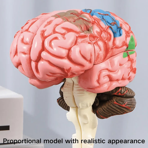 4D Human Brain Anatomy Assembly Model 32 Pcs Detachable Interactive Science Learning Kit Educational Biology Toy School Teaching