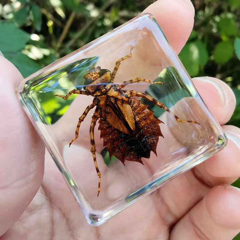 29 New Real Insect Specimen Resin Scarab Spider Specimen Beetle Flower Marine Plant Teaching Kids Gift Box Room Home Decoration