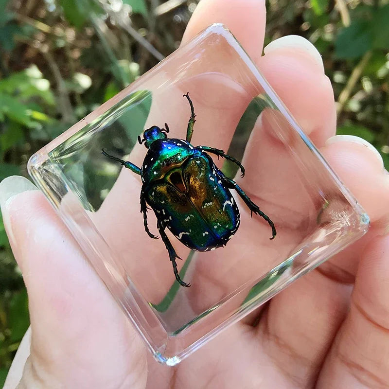 29 New Real Insect Specimen Resin Scarab Spider Specimen Beetle Flower Marine Plant Teaching Kids Gift Box Room Home Decoration