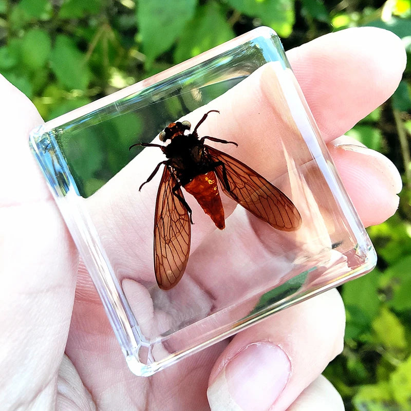 29 New Real Insect Specimen Resin Scarab Spider Specimen Beetle Flower Marine Plant Teaching Kids Gift Box Room Home Decoration