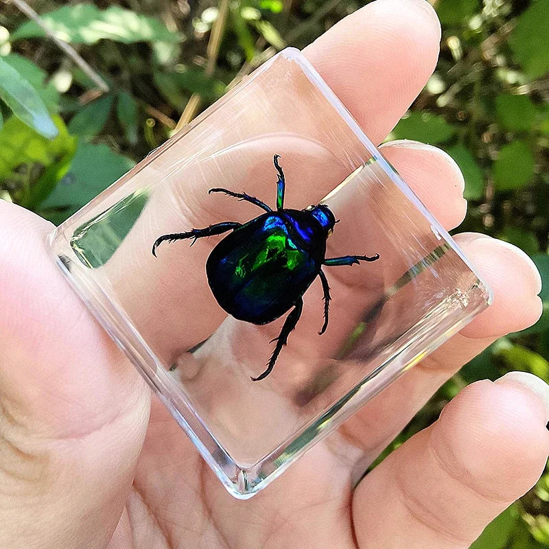 29 New Real Insect Specimen Resin Scarab Spider Specimen Beetle Flower Marine Plant Teaching Kids Gift Box Room Home Decoration