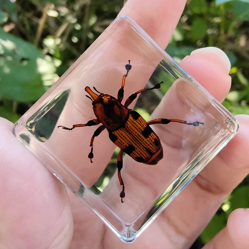 29 New Real Insect Specimen Resin Scarab Spider Specimen Beetle Flower Marine Plant Teaching Kids Gift Box Room Home Decoration