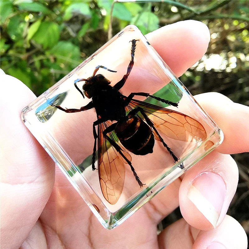 29 New Real Insect Specimen Resin Scarab Spider Specimen Beetle Flower Marine Plant Teaching Kids Gift Box Room Home Decoration