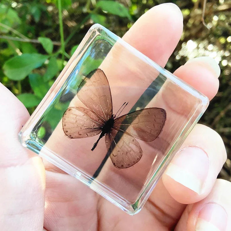 29 New Real Insect Specimen Resin Scarab Spider Specimen Beetle Flower Marine Plant Teaching Kids Gift Box Room Home Decoration