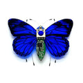 Robotic Insects STEM Kit