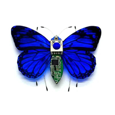 Robotic Insects STEM Kit