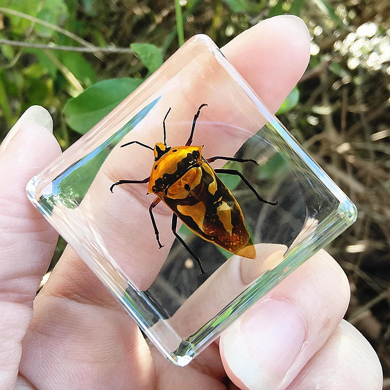 29 New Real Insect Specimen Resin Scarab Spider Specimen Beetle Flower Marine Plant Teaching Kids Gift Box Room Home Decoration