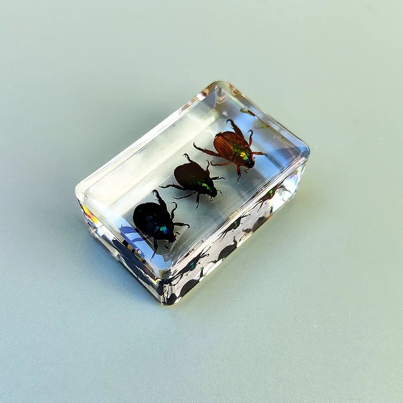 29 New Real Insect Specimen Resin Scarab Spider Specimen Beetle Flower Marine Plant Teaching Kids Gift Box Room Home Decoration