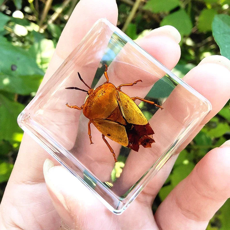 29 New Real Insect Specimen Resin Scarab Spider Specimen Beetle Flower Marine Plant Teaching Kids Gift Box Room Home Decoration