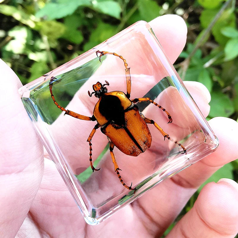 29 New Real Insect Specimen Resin Scarab Spider Specimen Beetle Flower Marine Plant Teaching Kids Gift Box Room Home Decoration