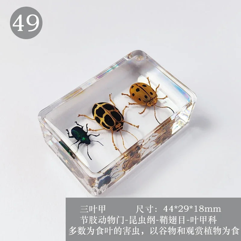 29 New Real Insect Specimen Resin Scarab Spider Specimen Beetle Flower Marine Plant Teaching Kids Gift Box Room Home Decoration