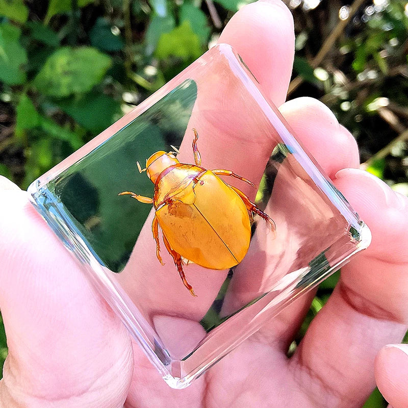 29 New Real Insect Specimen Resin Scarab Spider Specimen Beetle Flower Marine Plant Teaching Kids Gift Box Room Home Decoration