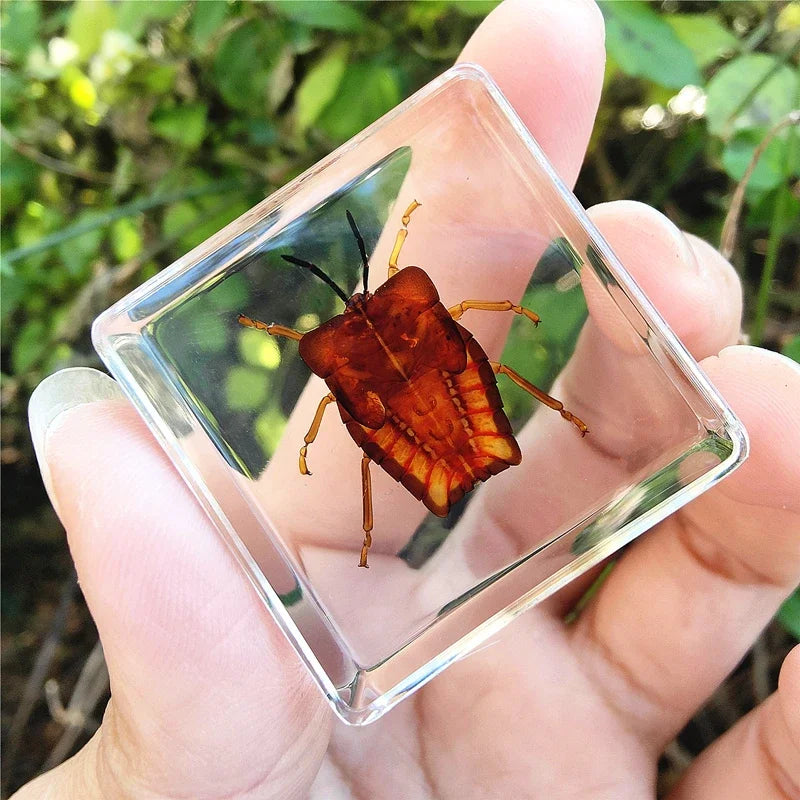 29 New Real Insect Specimen Resin Scarab Spider Specimen Beetle Flower Marine Plant Teaching Kids Gift Box Room Home Decoration