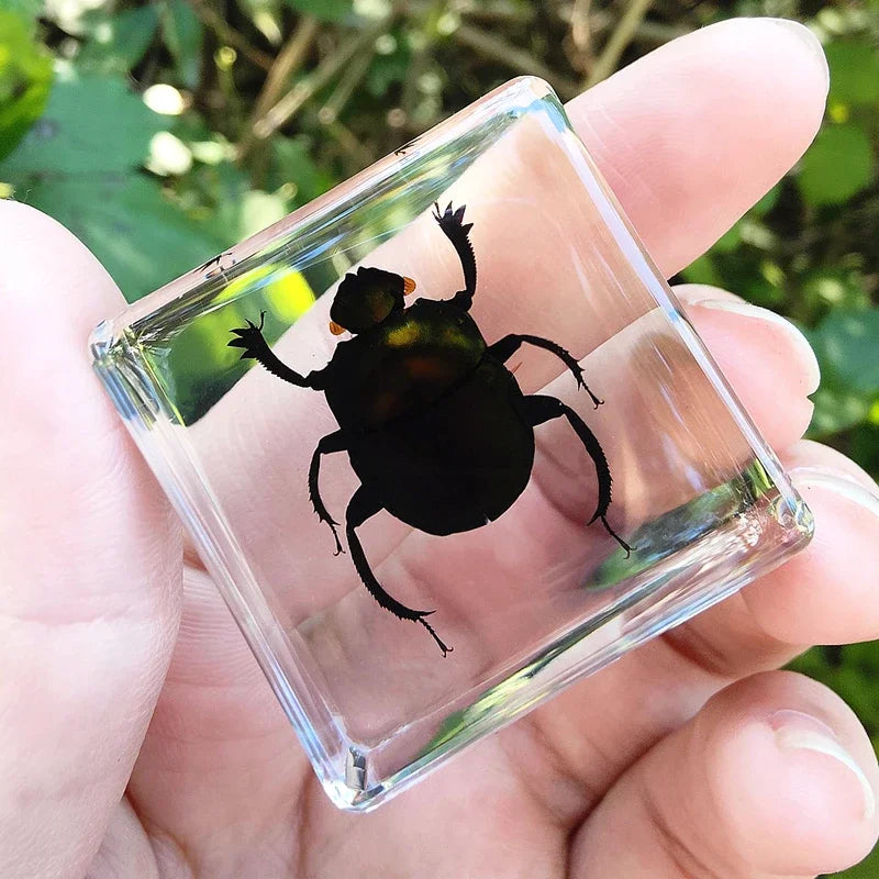 29 New Real Insect Specimen Resin Scarab Spider Specimen Beetle Flower Marine Plant Teaching Kids Gift Box Room Home Decoration