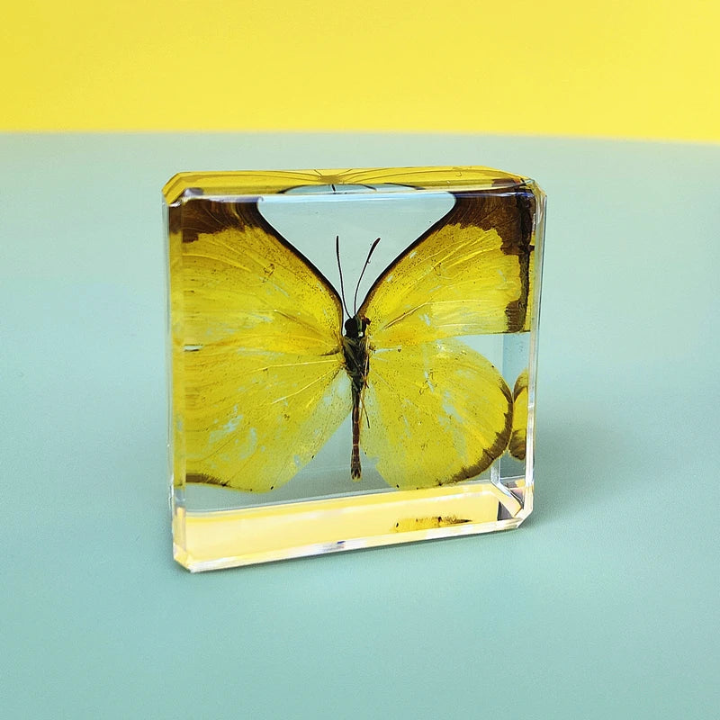 29 New Real Insect Specimen Resin Scarab Spider Specimen Beetle Flower Marine Plant Teaching Kids Gift Box Room Home Decoration