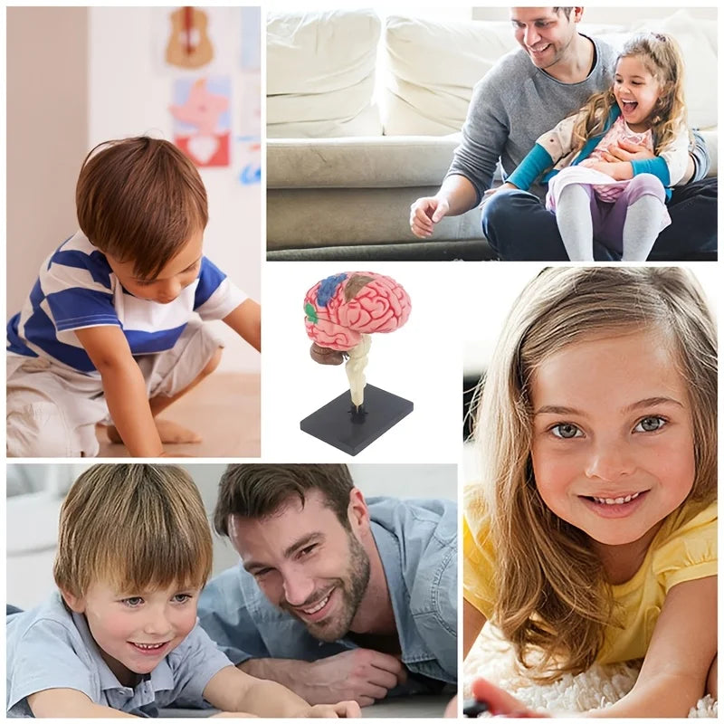 4D Human Brain Anatomy Assembly Model 32 Pcs Detachable Interactive Science Learning Kit Educational Biology Toy School Teaching