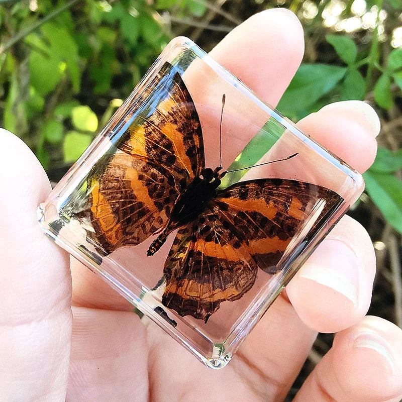 29 New Real Insect Specimen Resin Scarab Spider Specimen Beetle Flower Marine Plant Teaching Kids Gift Box Room Home Decoration