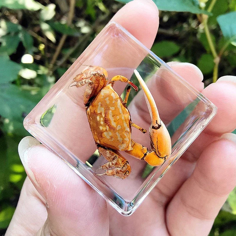 29 New Real Insect Specimen Resin Scarab Spider Specimen Beetle Flower Marine Plant Teaching Kids Gift Box Room Home Decoration