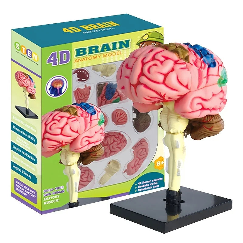 4D Human Brain Anatomy Assembly Model 32 Pcs Detachable Interactive Science Learning Kit Educational Biology Toy School Teaching