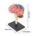 4D Human Brain Anatomy Assembly Model 32 Pcs Detachable Interactive Science Learning Kit Educational Biology Toy School Teaching
