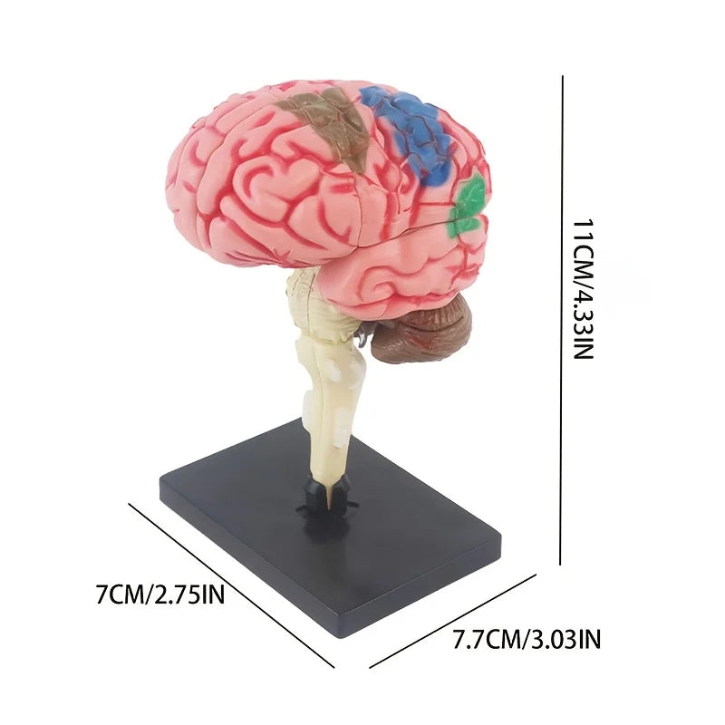 4D Human Brain Anatomy Assembly Model 32 Pcs Detachable Interactive Science Learning Kit Educational Biology Toy School Teaching