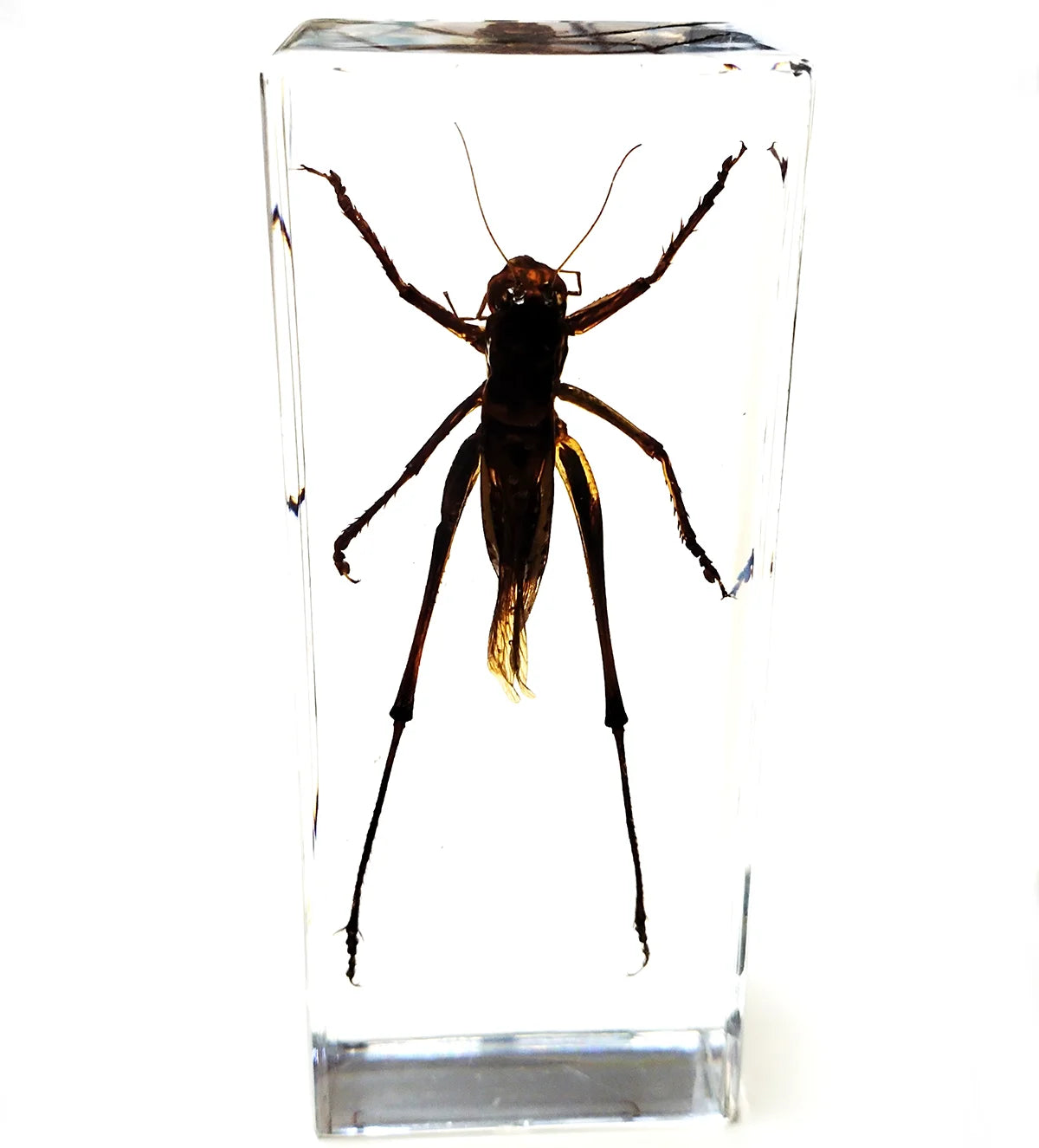 Large Size Insect in Resin Specimen Bugs Taxidermy Collection Resin Preserved Specimen Set for Science, Education Desk Ornament