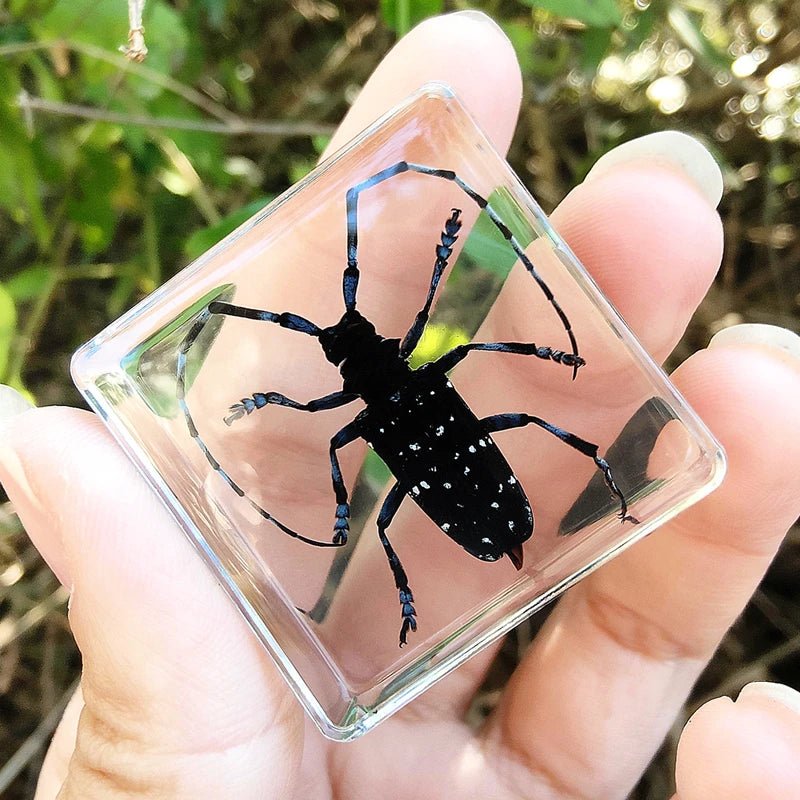 29 New Real Insect Specimen Resin Scarab Spider Specimen Beetle Flower Marine Plant Teaching Kids Gift Box Room Home Decoration