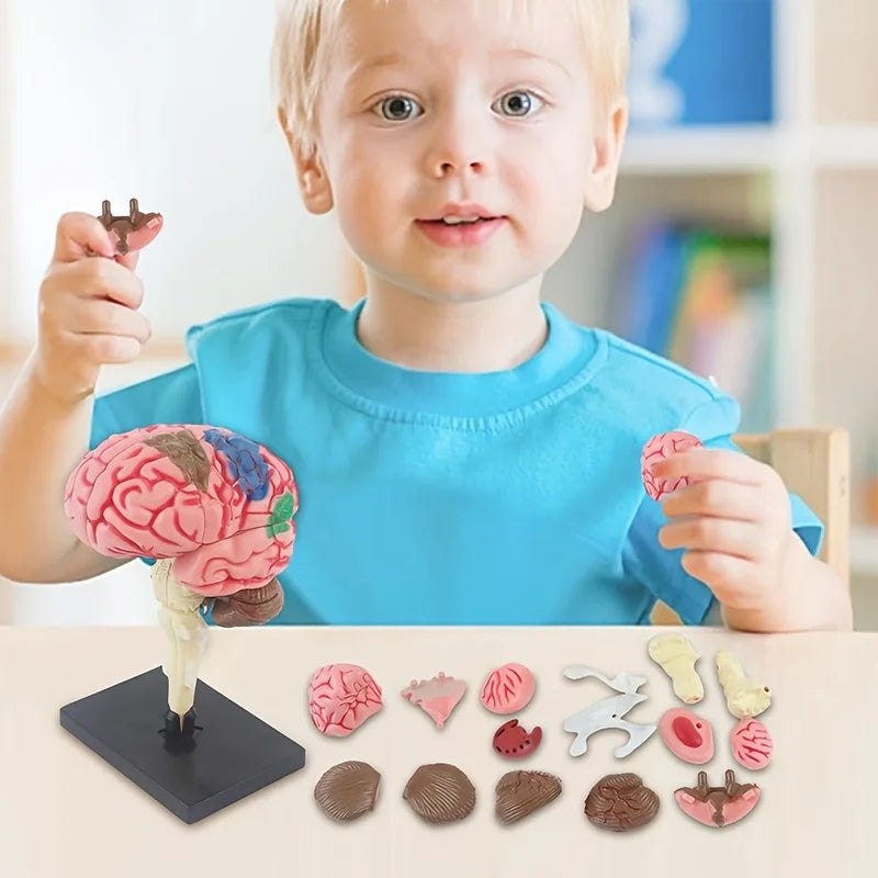 4D Human Brain Anatomy Assembly Model 32 Pcs Detachable Interactive Science Learning Kit Educational Biology Toy School Teaching