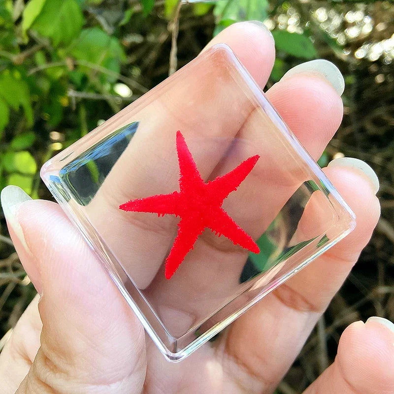 29 New Real Insect Specimen Resin Scarab Spider Specimen Beetle Flower Marine Plant Teaching Kids Gift Box Room Home Decoration