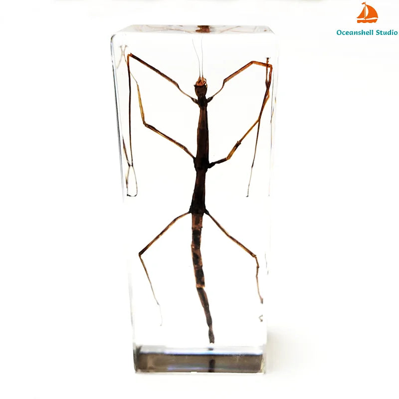 Large Size Insect in Resin Specimen Bugs Taxidermy Collection Resin Preserved Specimen Set for Science, Education Desk Ornament