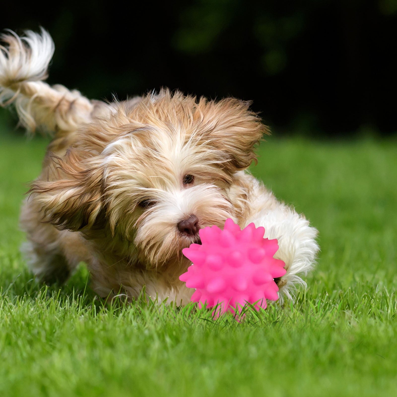 Squeaky Fetch Spike Balls Toys for Pet Small Dogs Puppy Rubber 2 Pack Bright Colors Chew Teething Toys Pet Squeaky Chewing Balls (Random) Multicolor