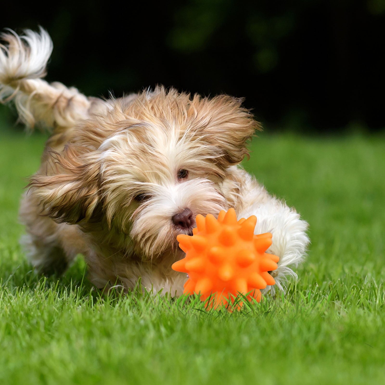 Squeaky Fetch Spike Balls Toys for Pet Small Dogs Puppy Rubber 2 Pack Bright Colors Chew Teething Toys Pet Squeaky Chewing Balls (Random) Multicolor