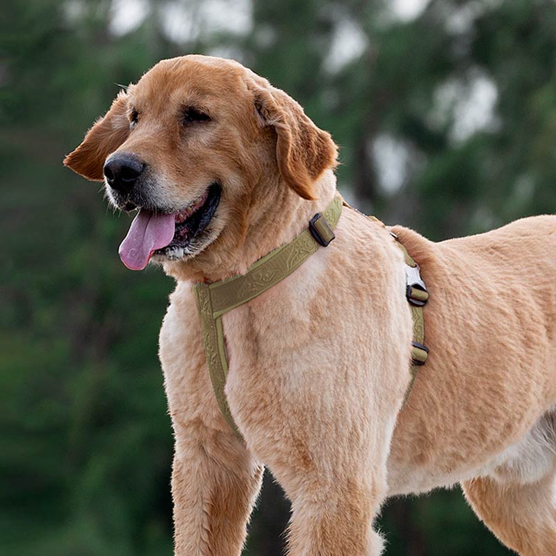 Trail Runner Dog H-Harness