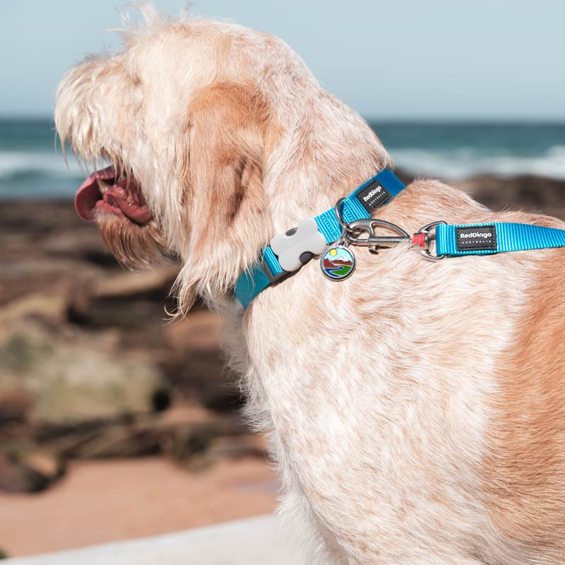 Dog Collar Plain Nylon