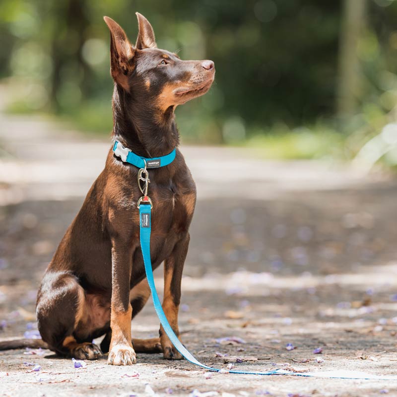 Dog Collar Plain Nylon