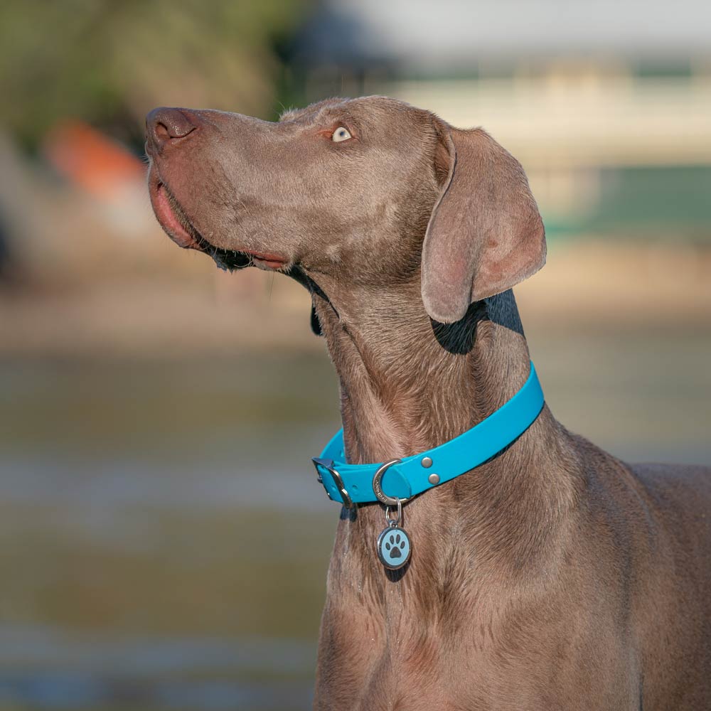 VIVID Waterproof Dog Collar