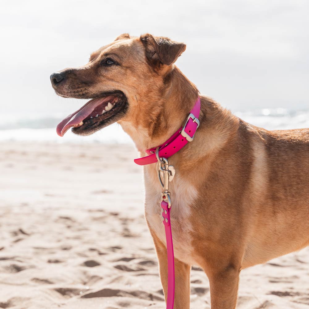 VIVID Waterproof Dog Collar