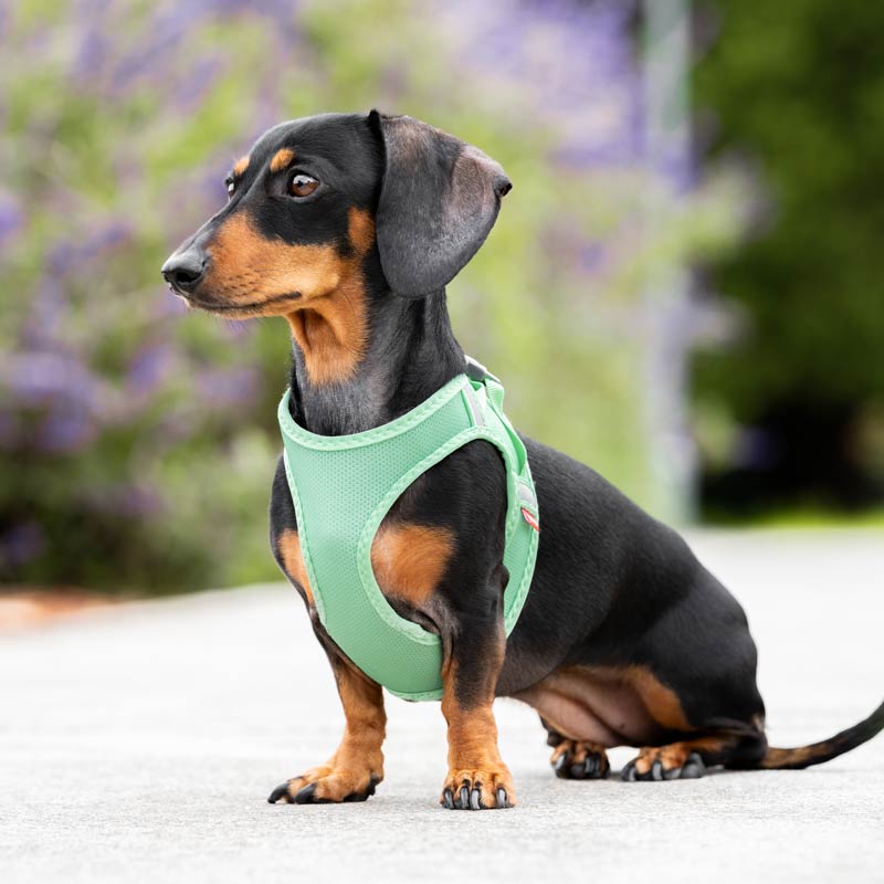 Mesh Dog Harness Step-In Red Dingo