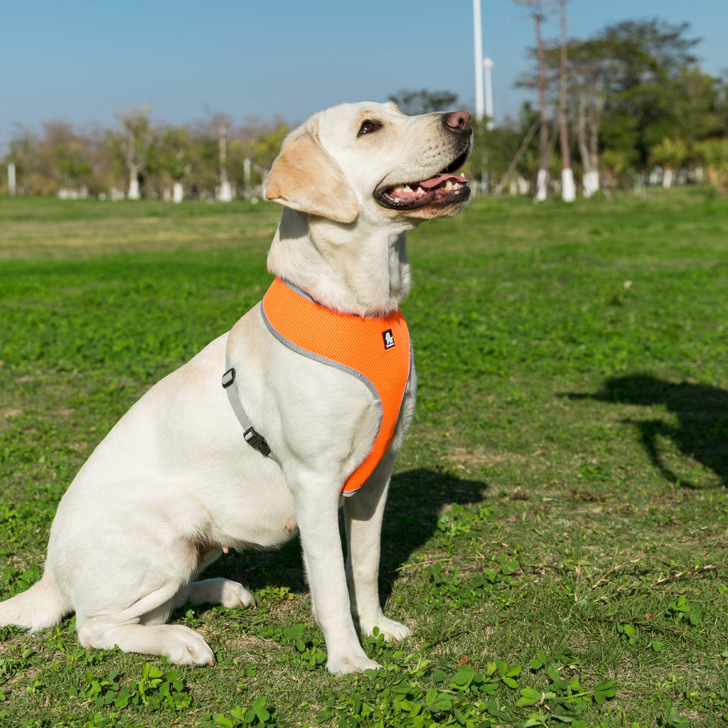Quality Breathable Mesh Nylon Dog Harness