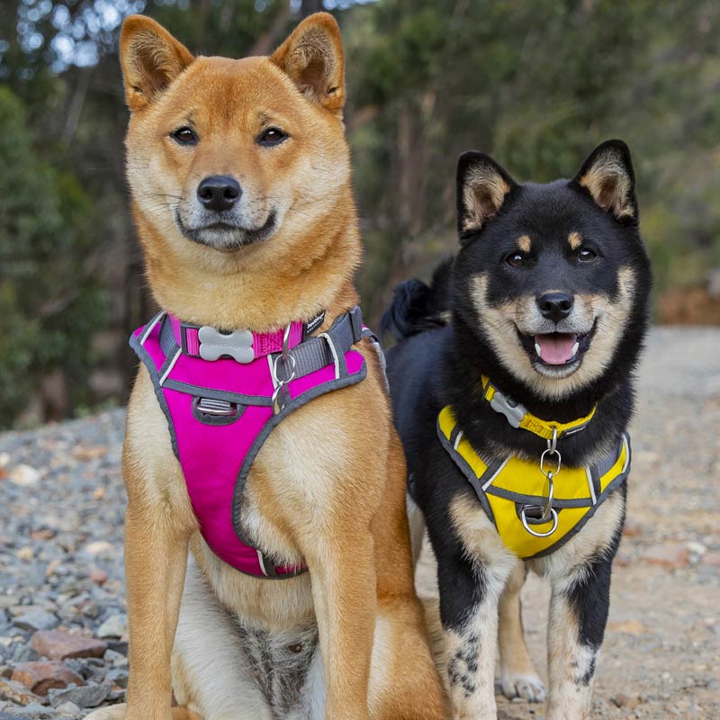 Padded Dog Harness Red Dingo