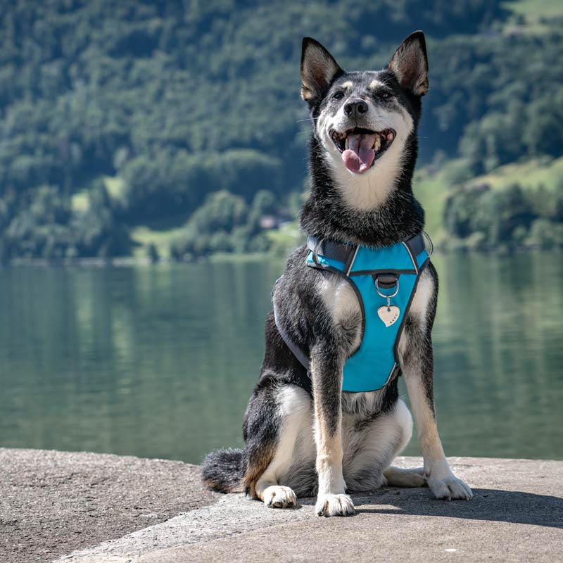 Padded Dog Harness Red Dingo