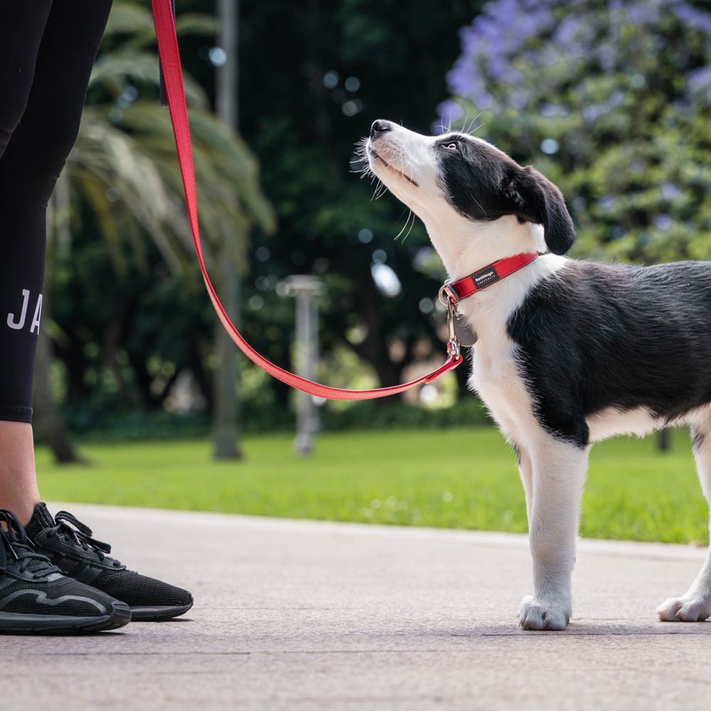 Elegant Vegan Leather Dog Lead